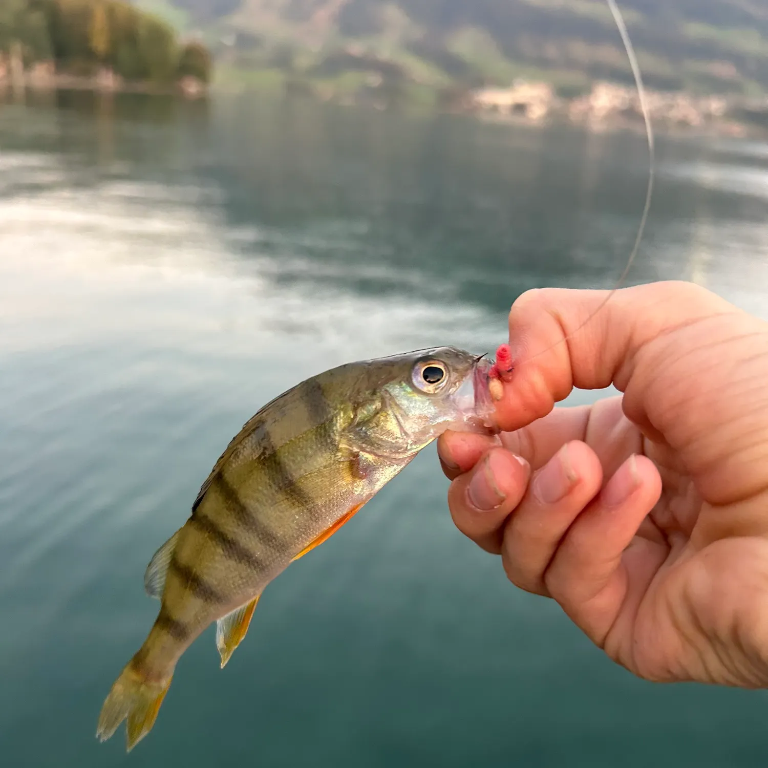 European perch caught on Fishbrain