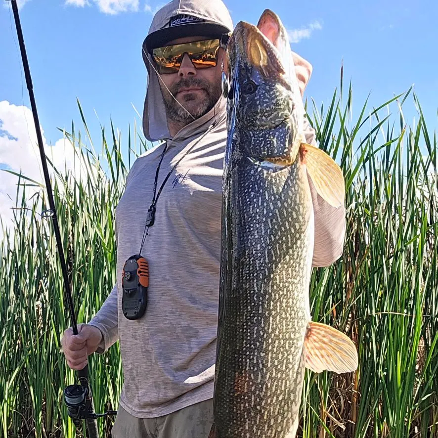 Northern pike caught on Fishbrain