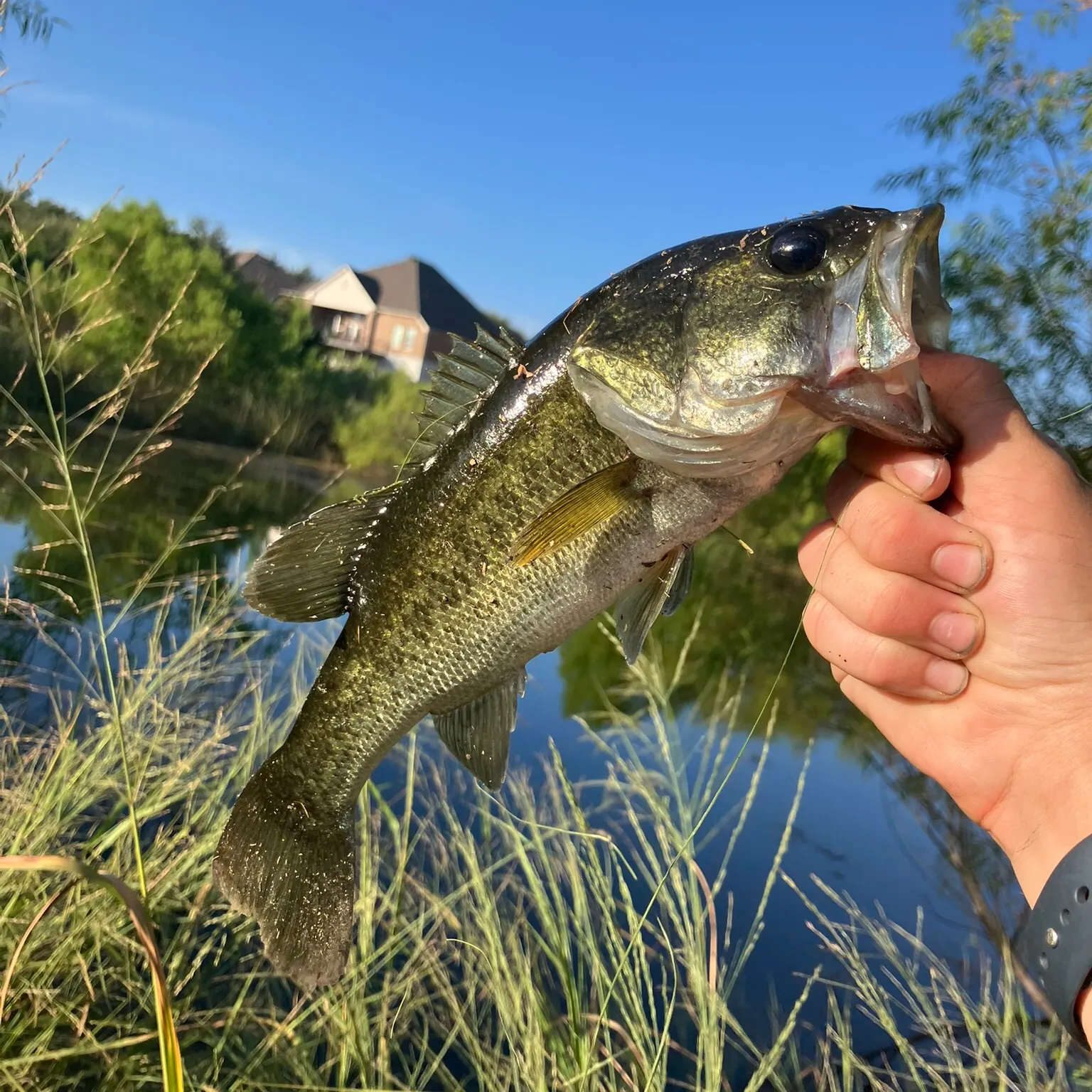 Largemouth bass caught on Fishbrain