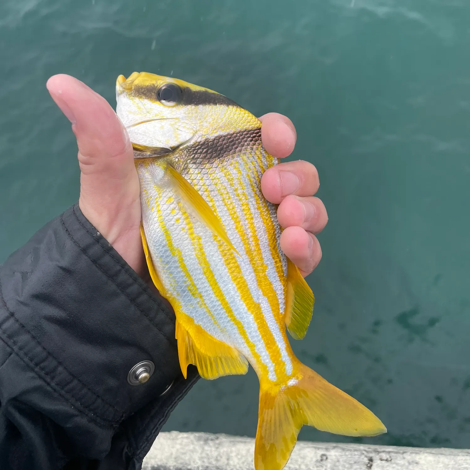 The most recent Atlantic porkfish catches on Fishbrain