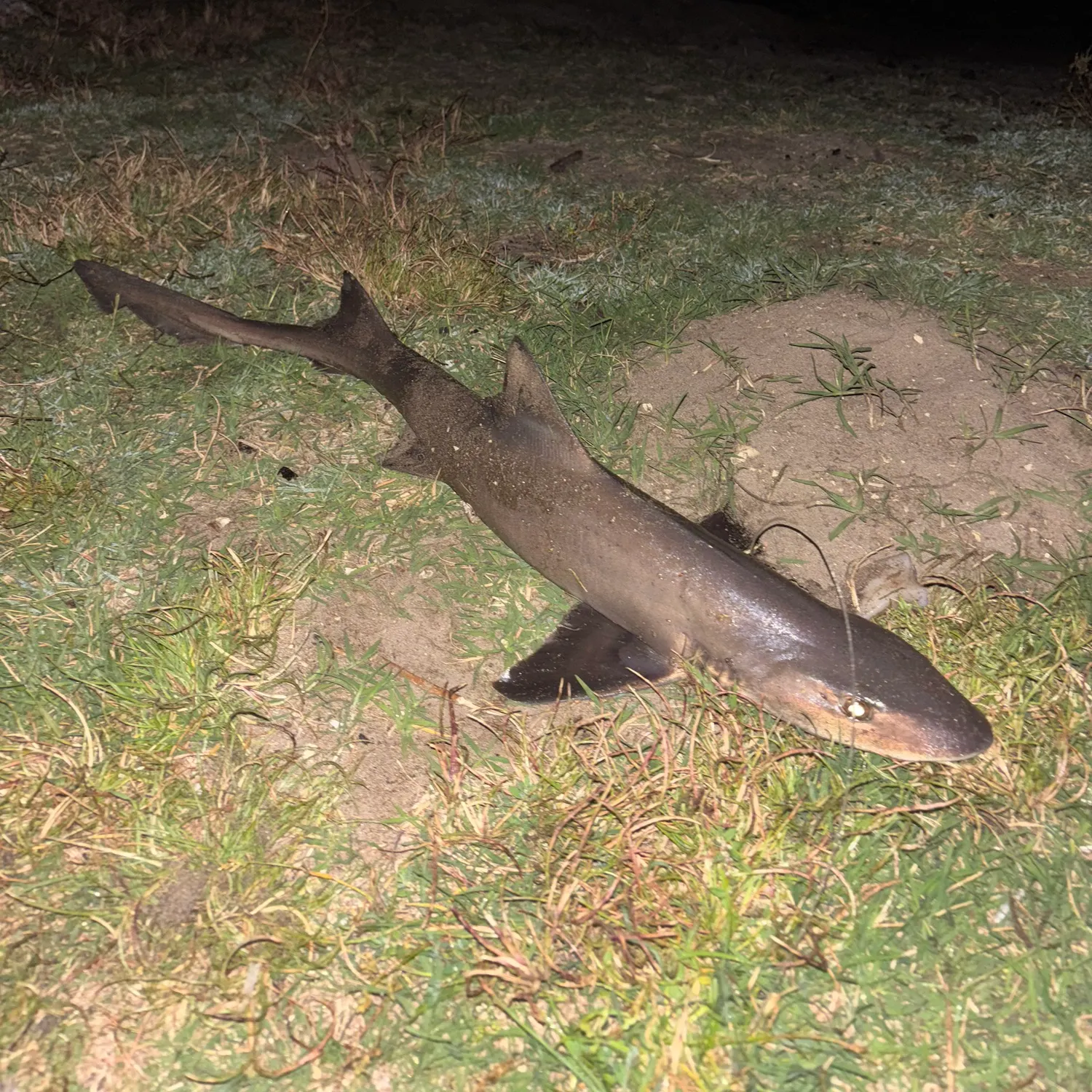 The most recent Grey smooth-hound catches on Fishbrain