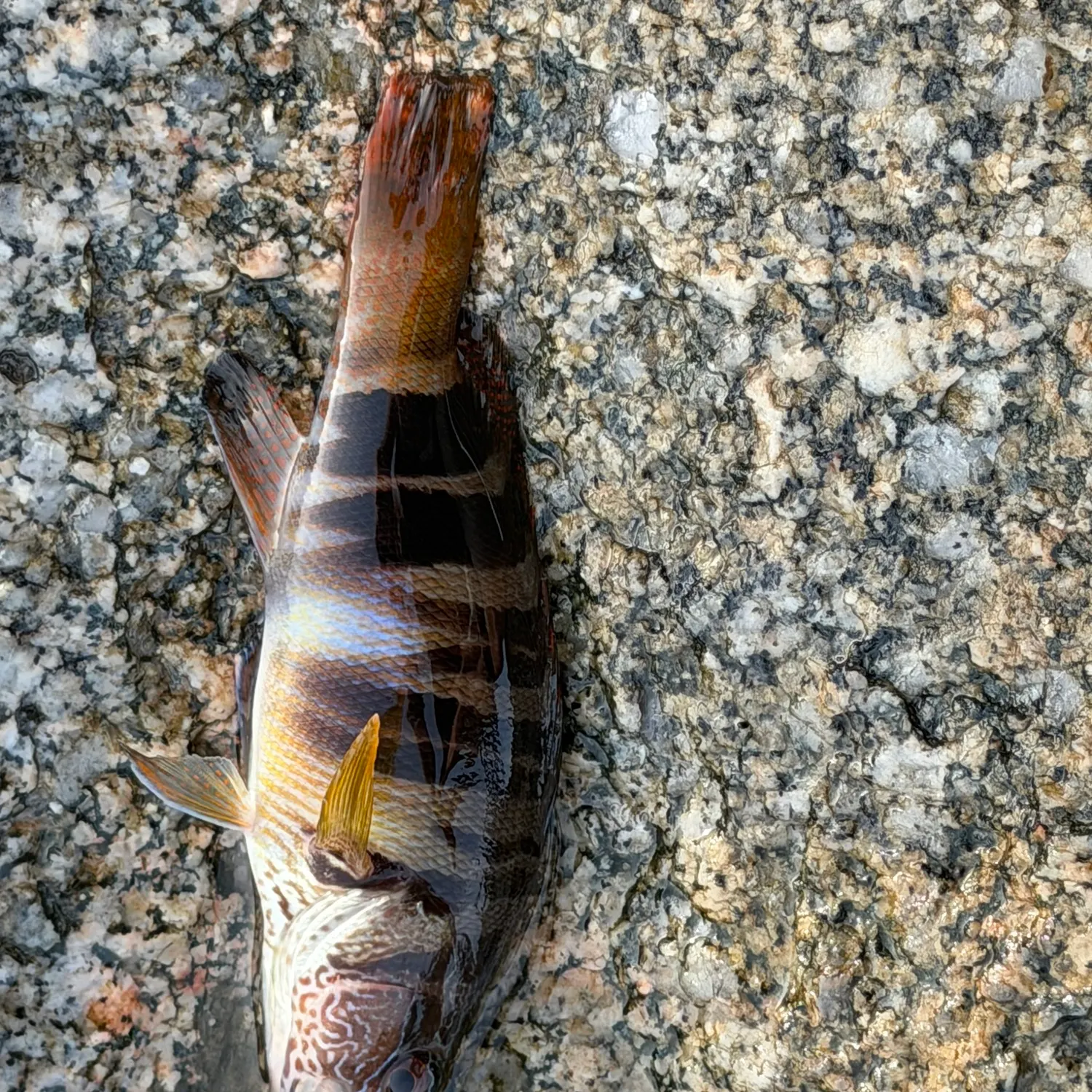 Painted comber caught on Fishbrain