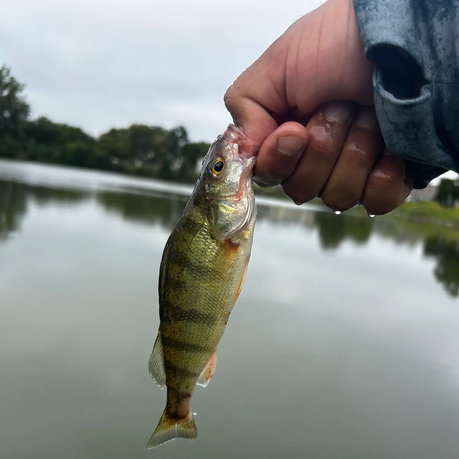 Yellow perch caught on Fishbrain