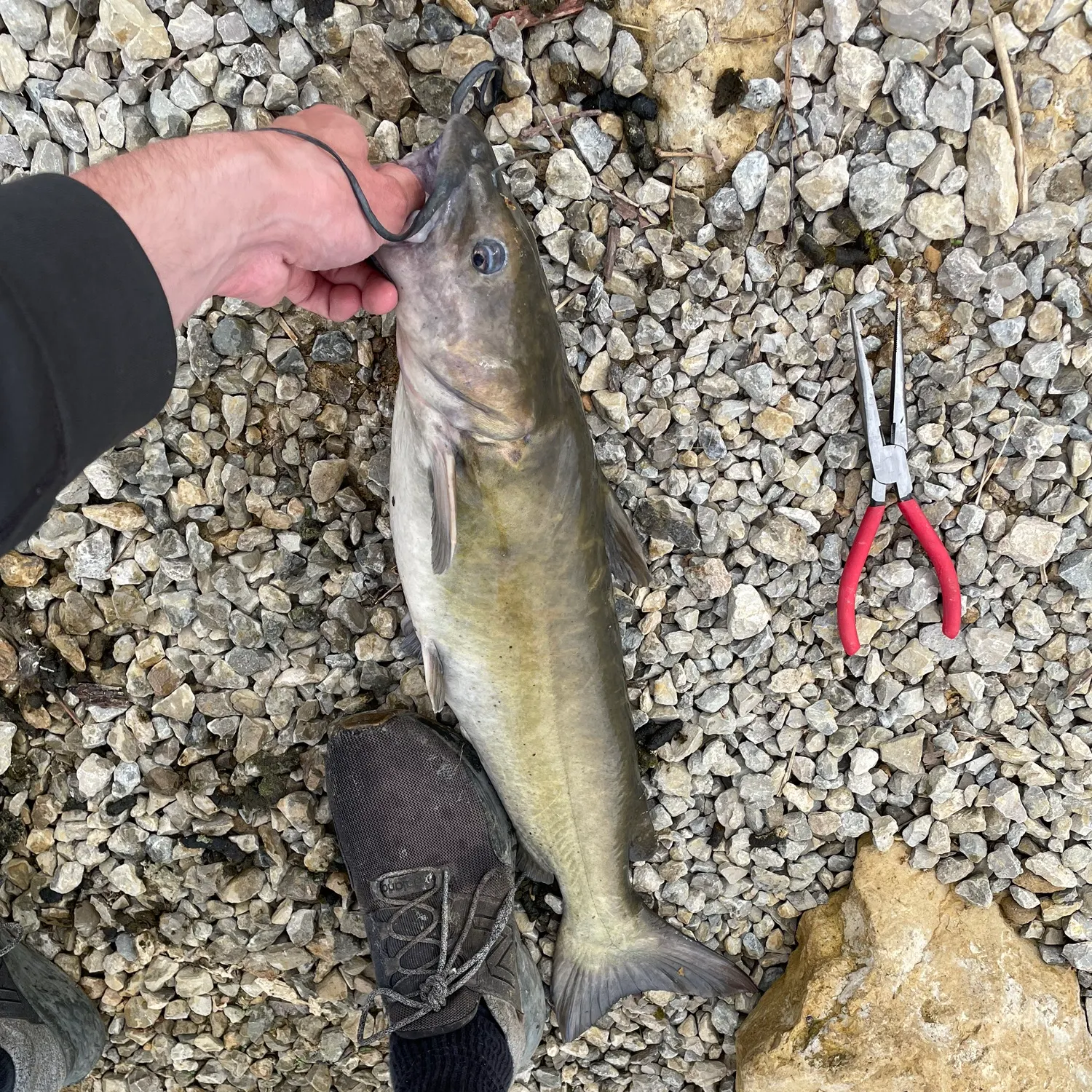 catch