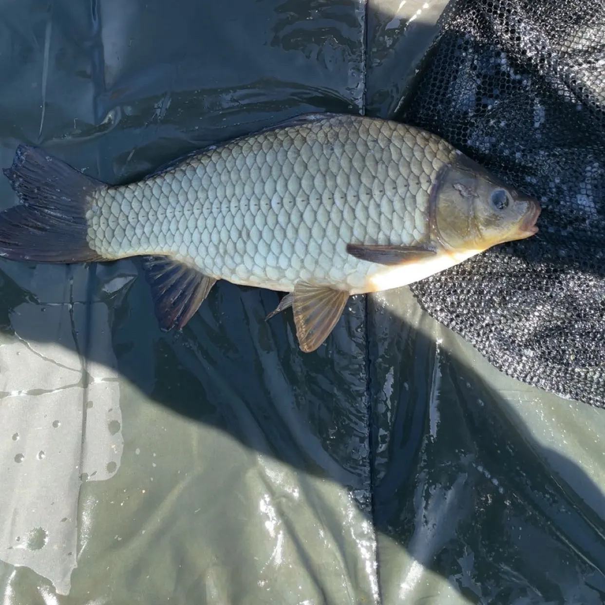 The most recent F1 carp catches on Fishbrain