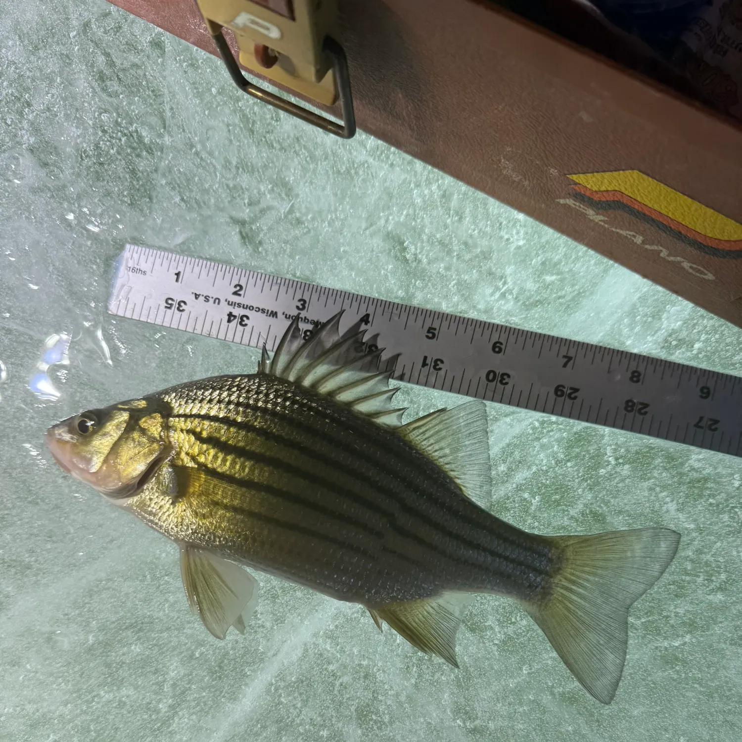 The most recent Yellow bass catches on Fishbrain
