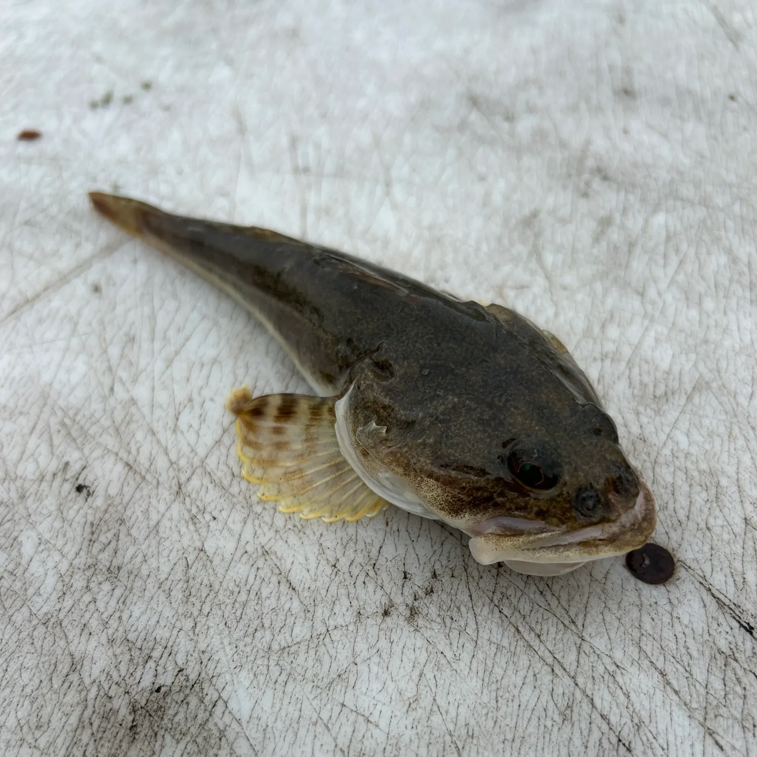 The most recent Pacific staghorn sculpin catches on Fishbrain