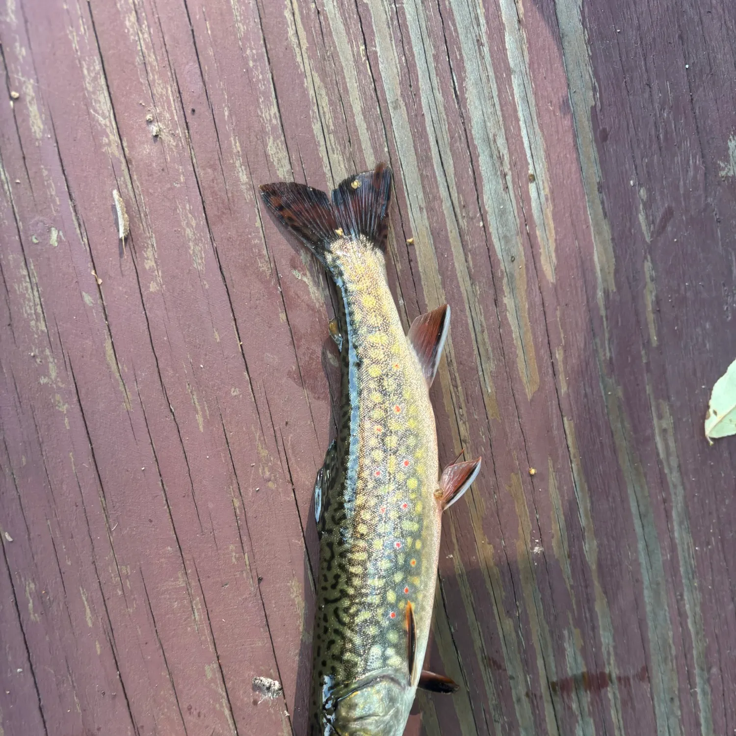 recently logged catches