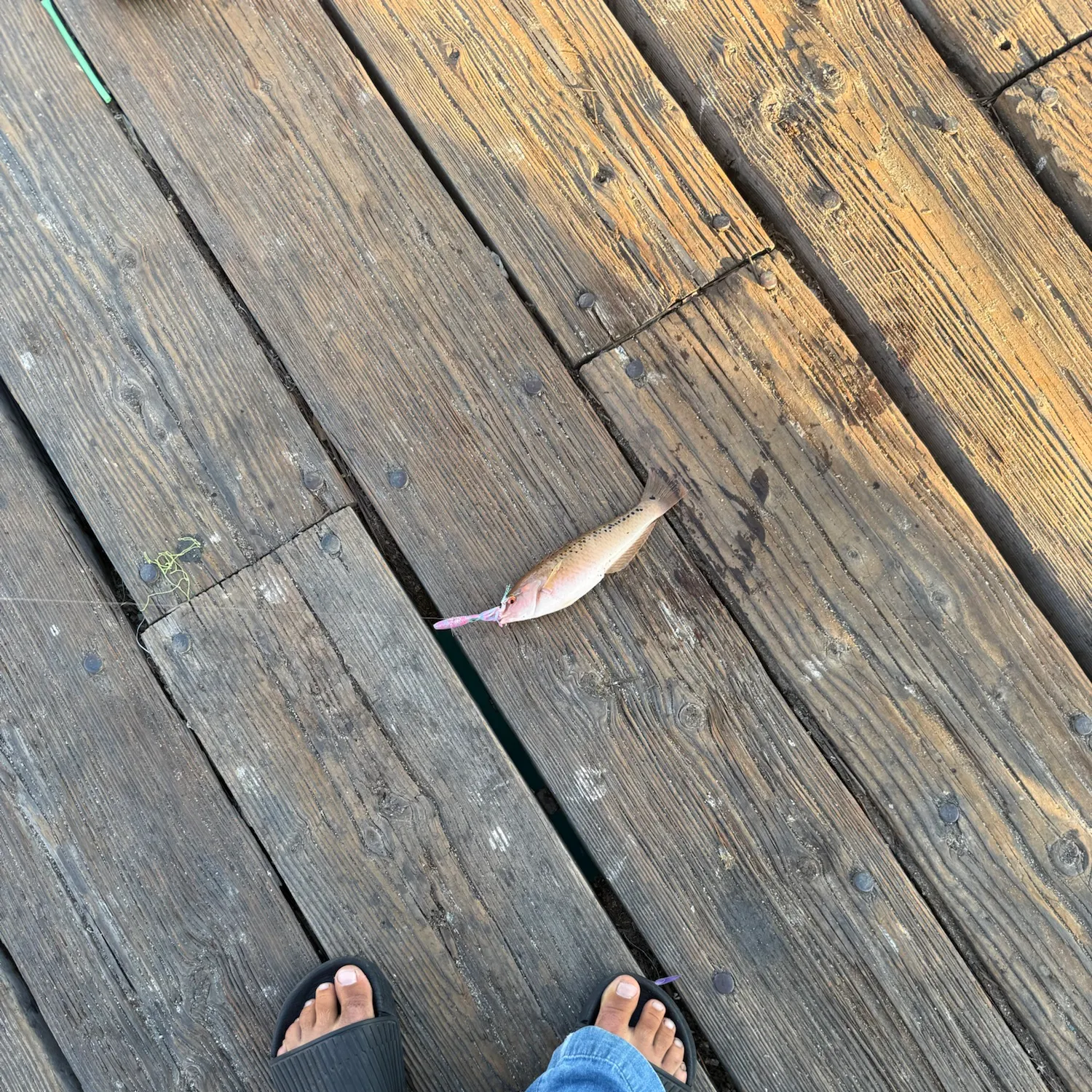 The most recent Rock wrasse catches on Fishbrain