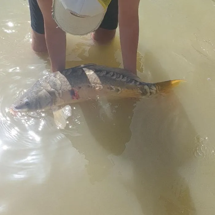 Mirror carp caught on Fishbrain