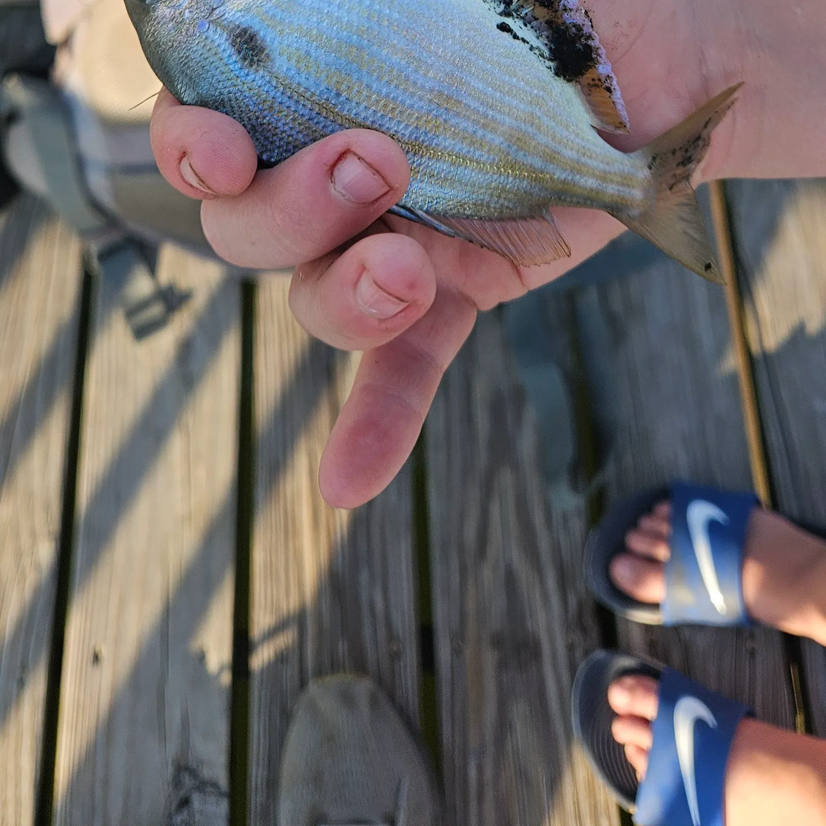Pinfish caught on Fishbrain