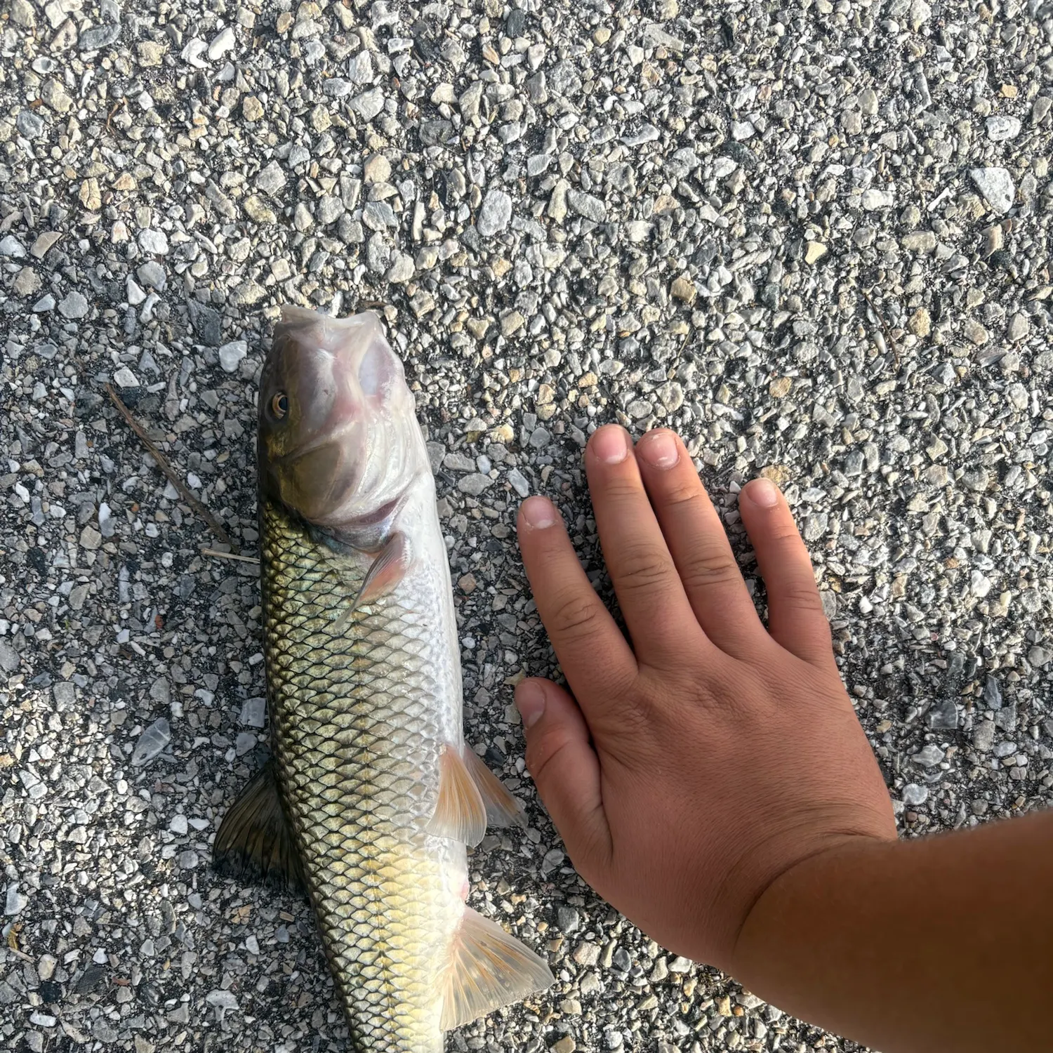 Fallfish caught on Fishbrain
