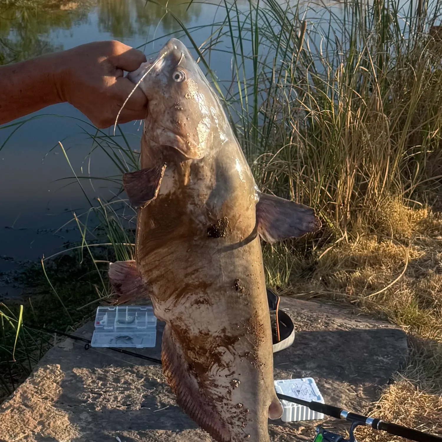 Blue catfish caught on Fishbrain