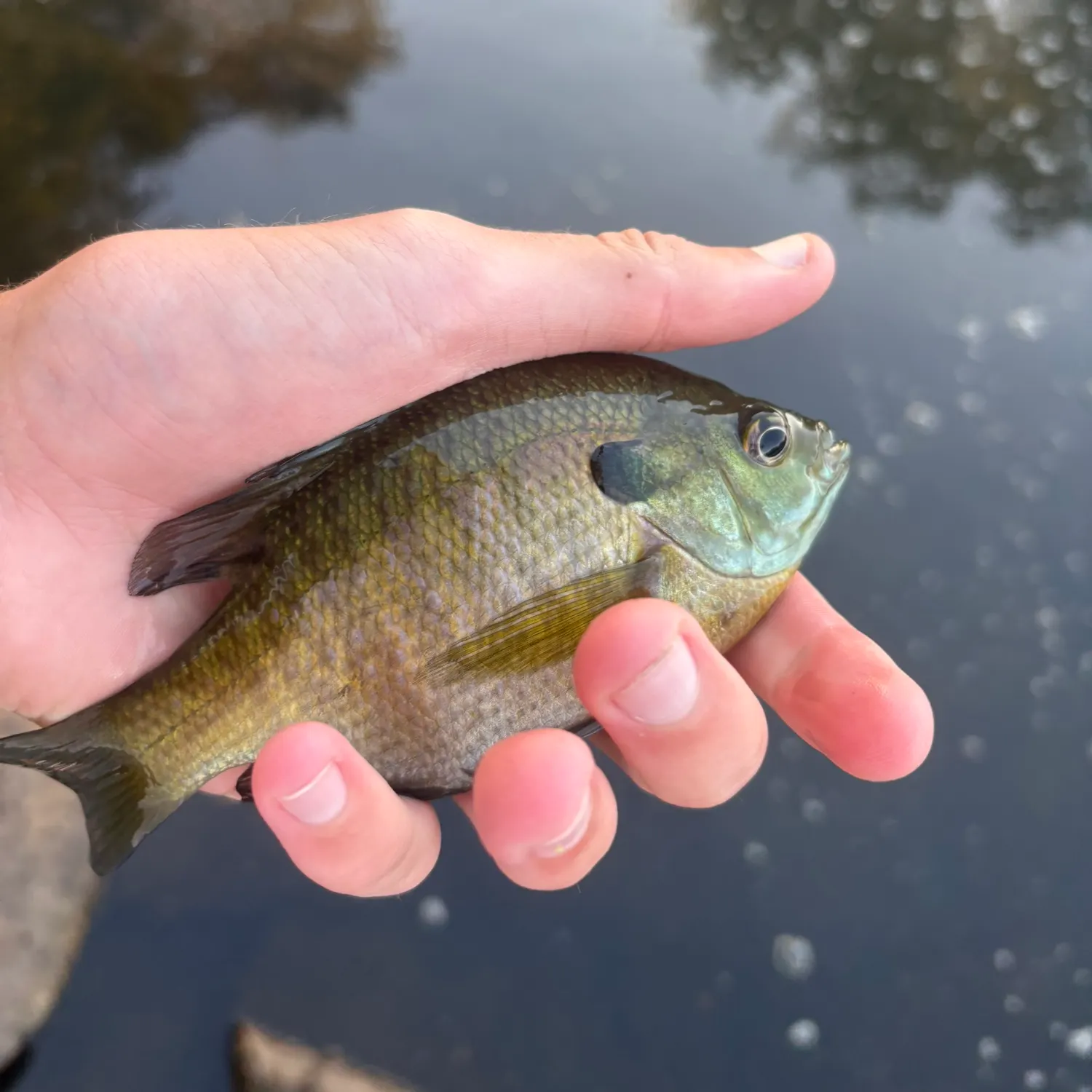 Bluegill caught on Fishbrain