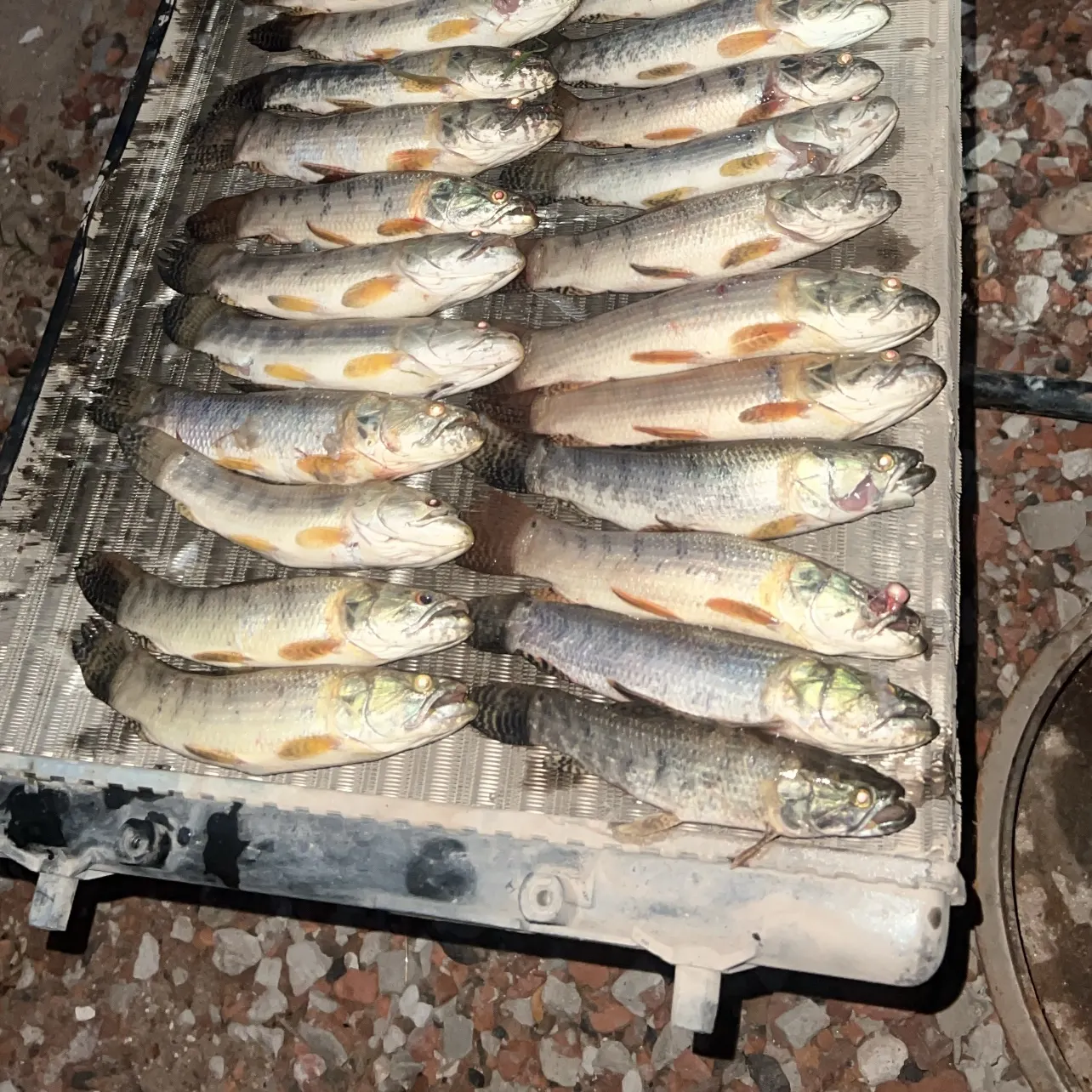 The most recent Trahira catches on Fishbrain