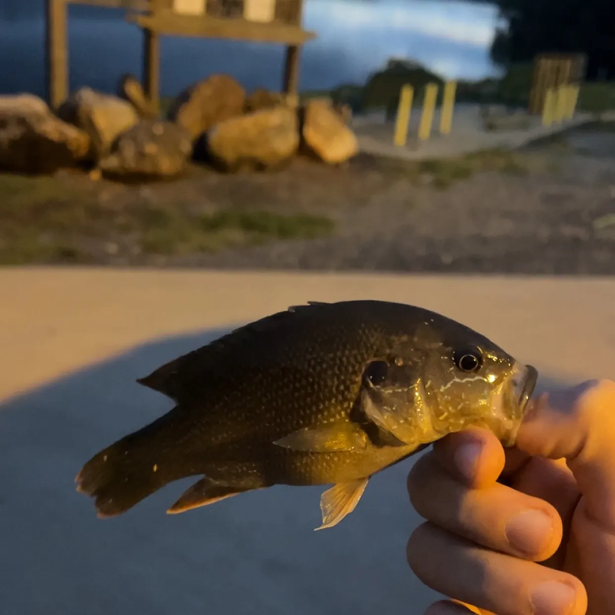 Green sunfish caught on Fishbrain