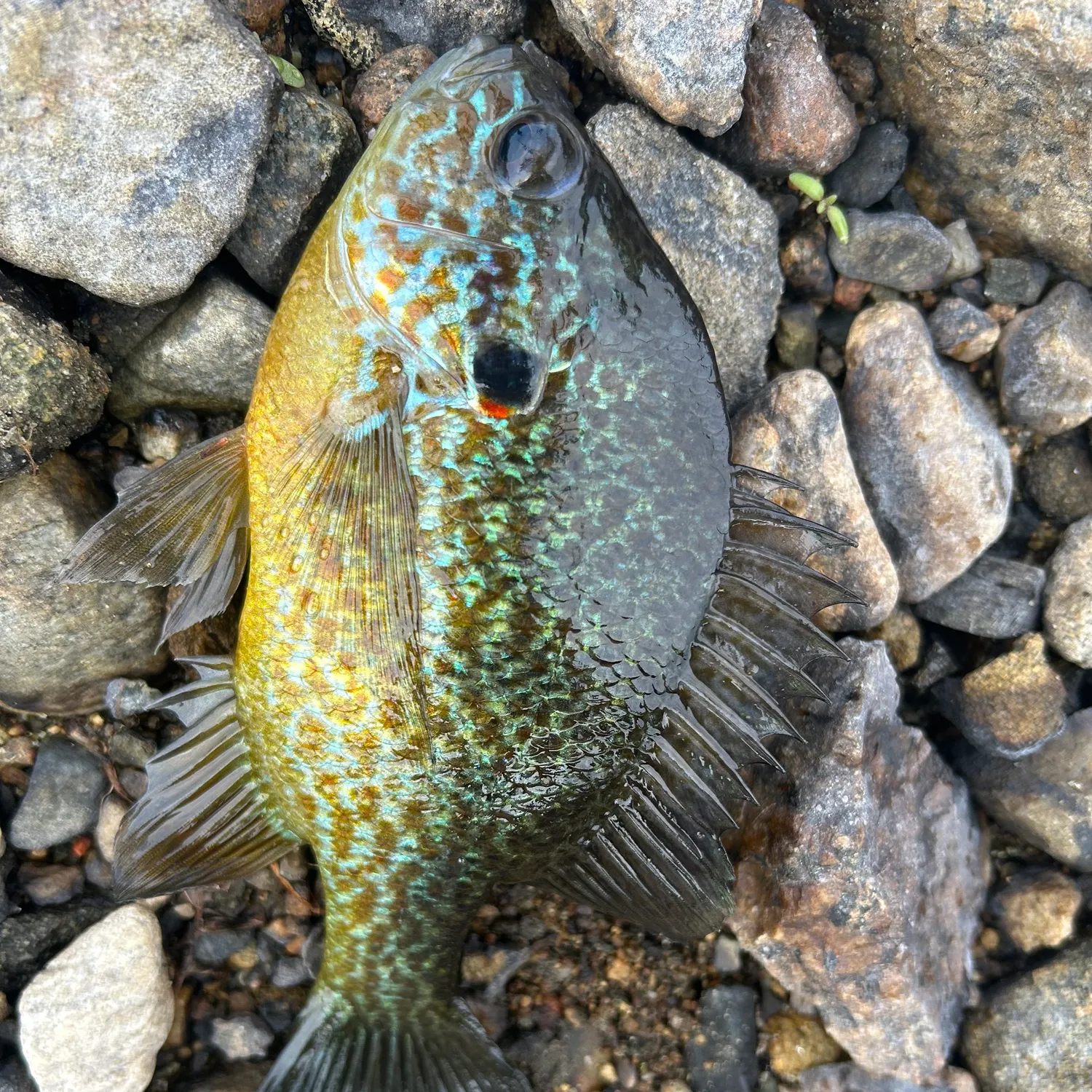 The most recent Pumpkinseed catches on Fishbrain