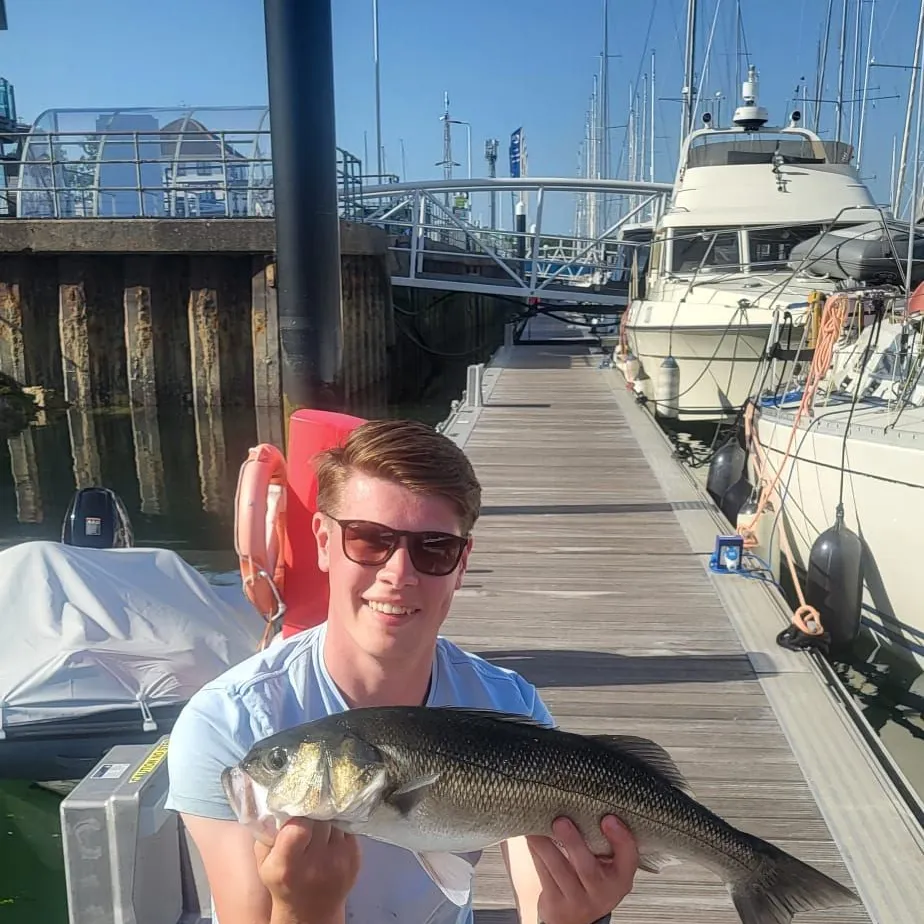 The most recent European seabass catches on Fishbrain