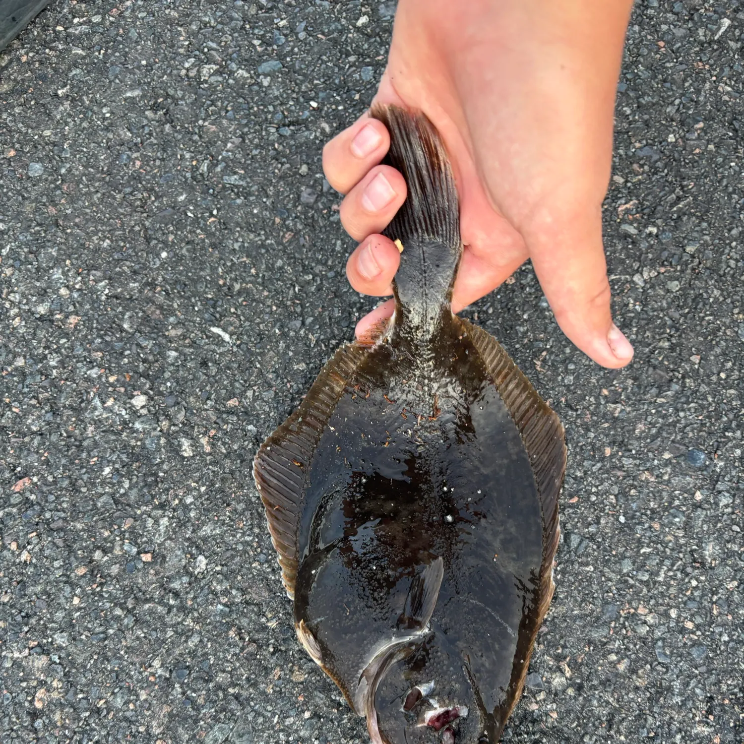 European flounder caught on Fishbrain