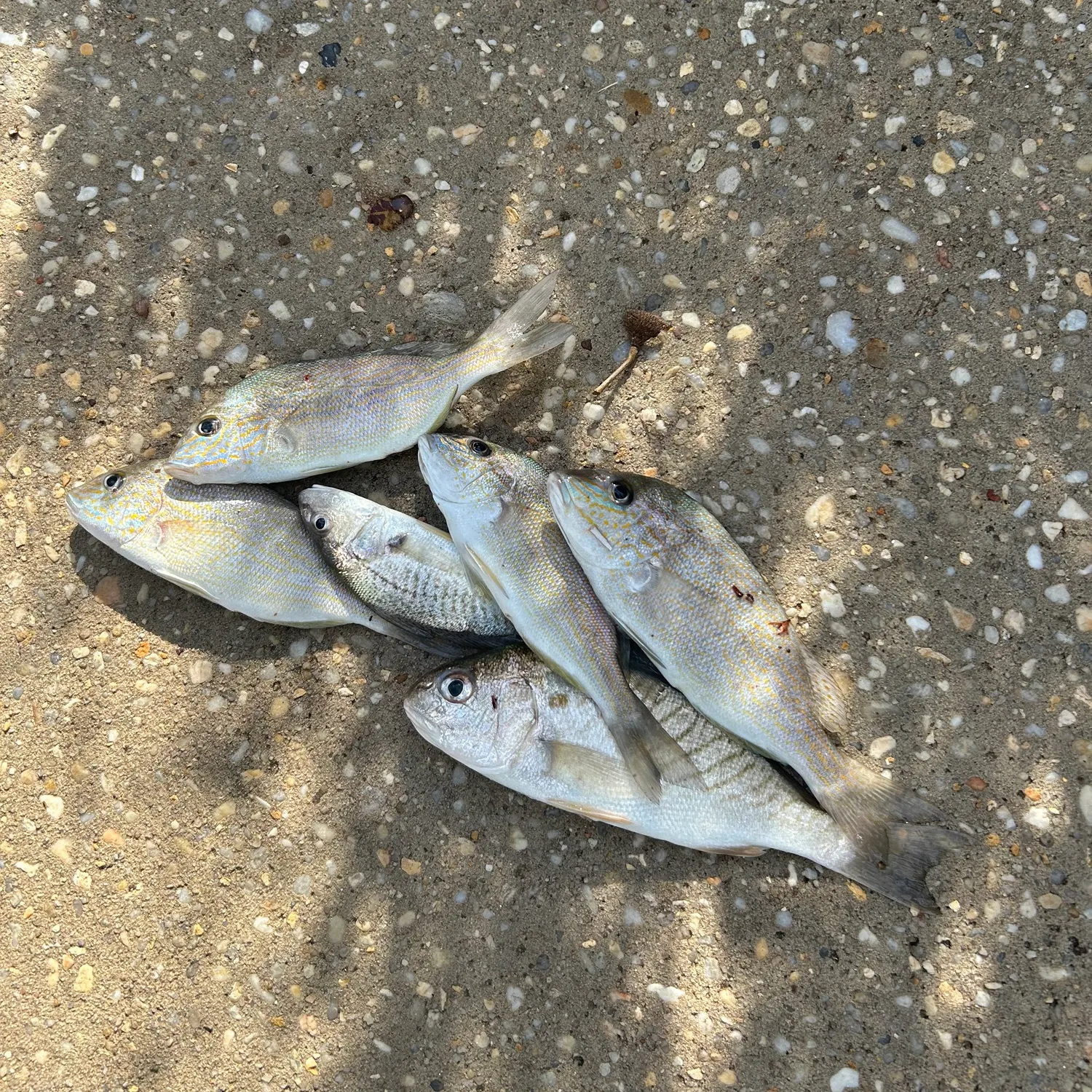 The most recent Atlantic croaker catches on Fishbrain