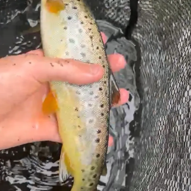 Brown trout caught on Fishbrain