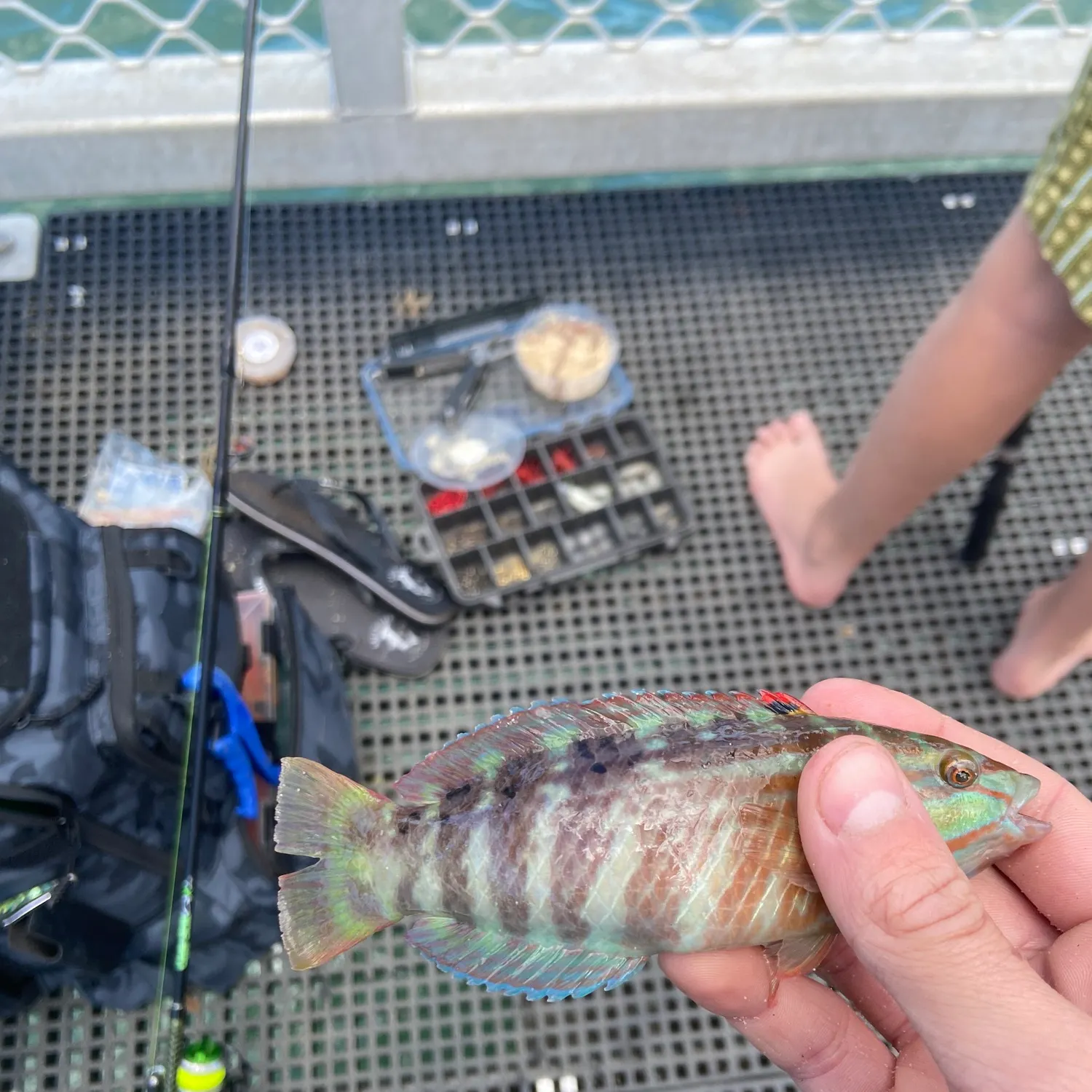 Gunther's wrasse caught on Fishbrain