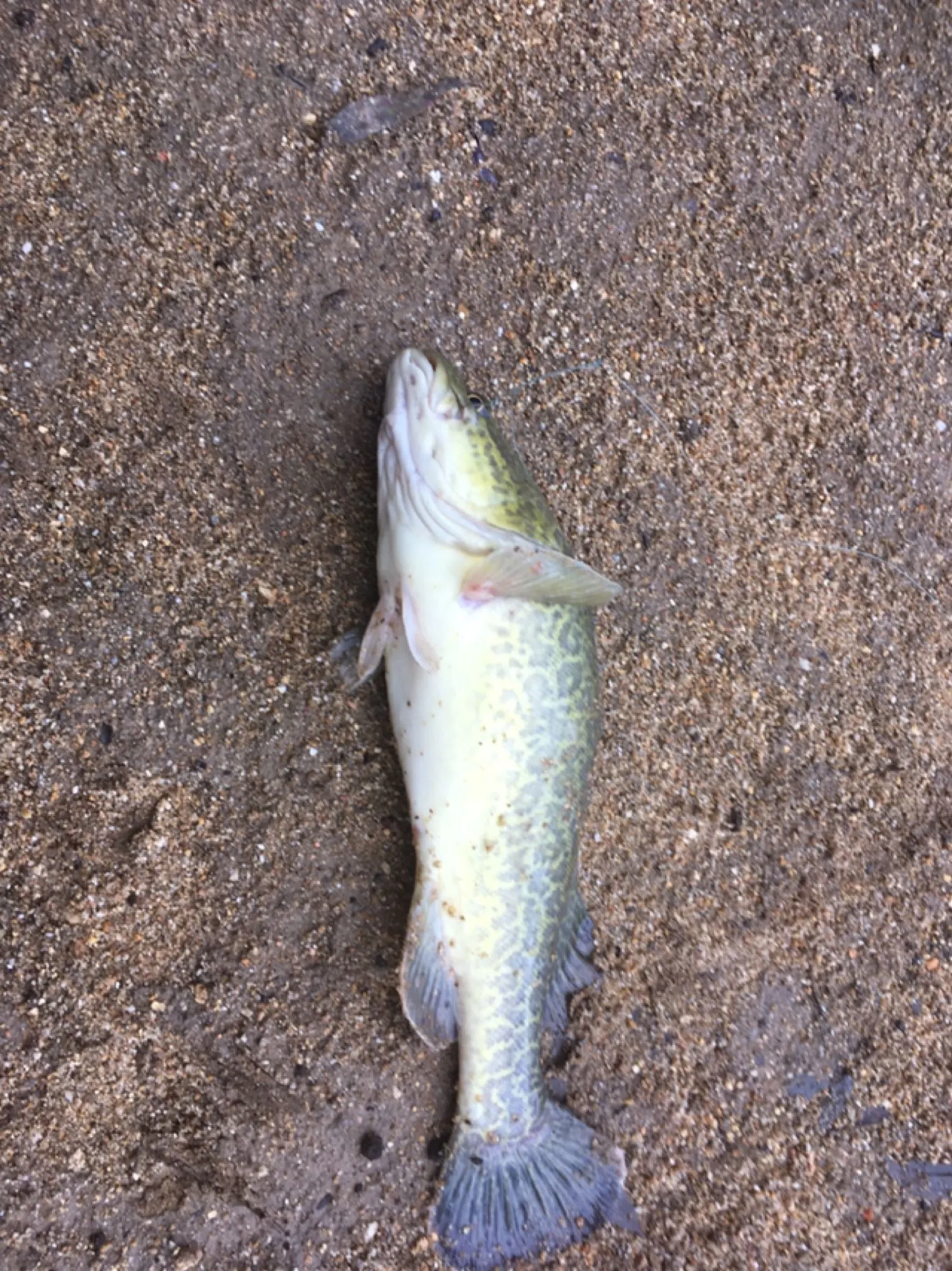 Post image from Dennism1