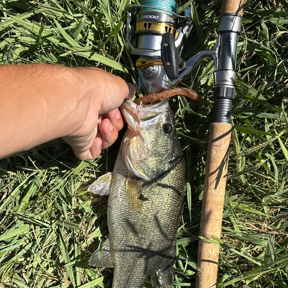 Largemouth bass caught on Fishbrain