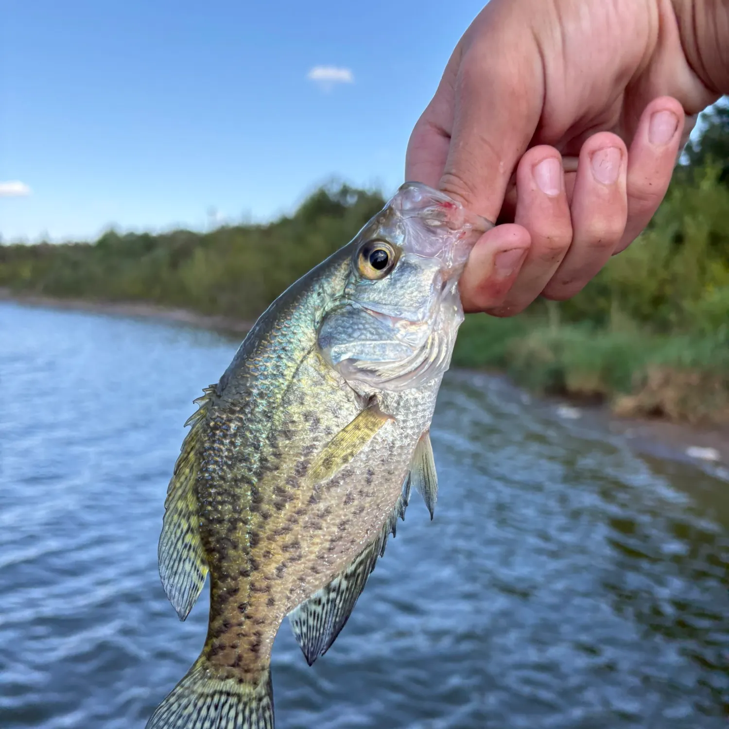 Black crappie caught on Fishbrain