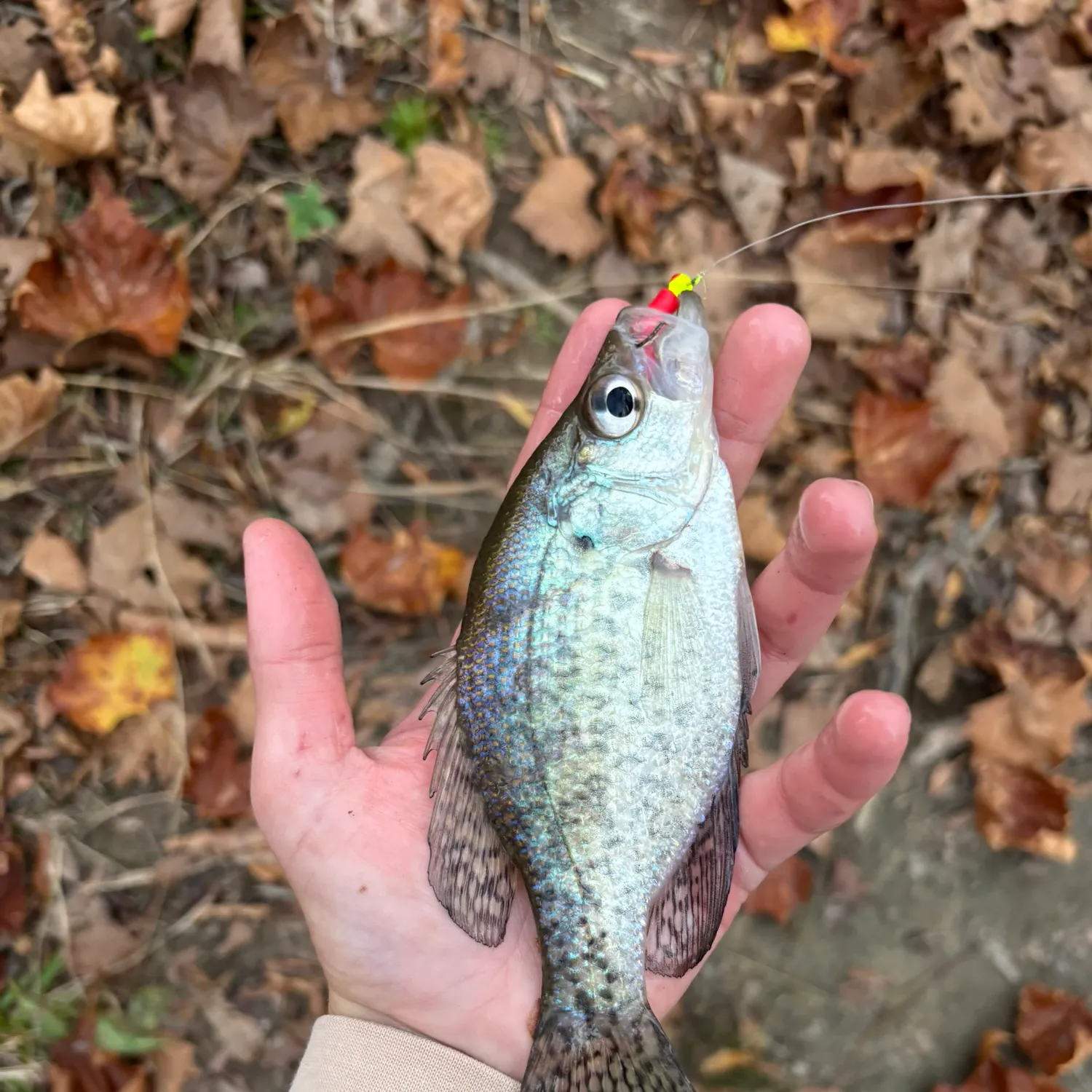 The most recent Magnolia crappie catches on Fishbrain