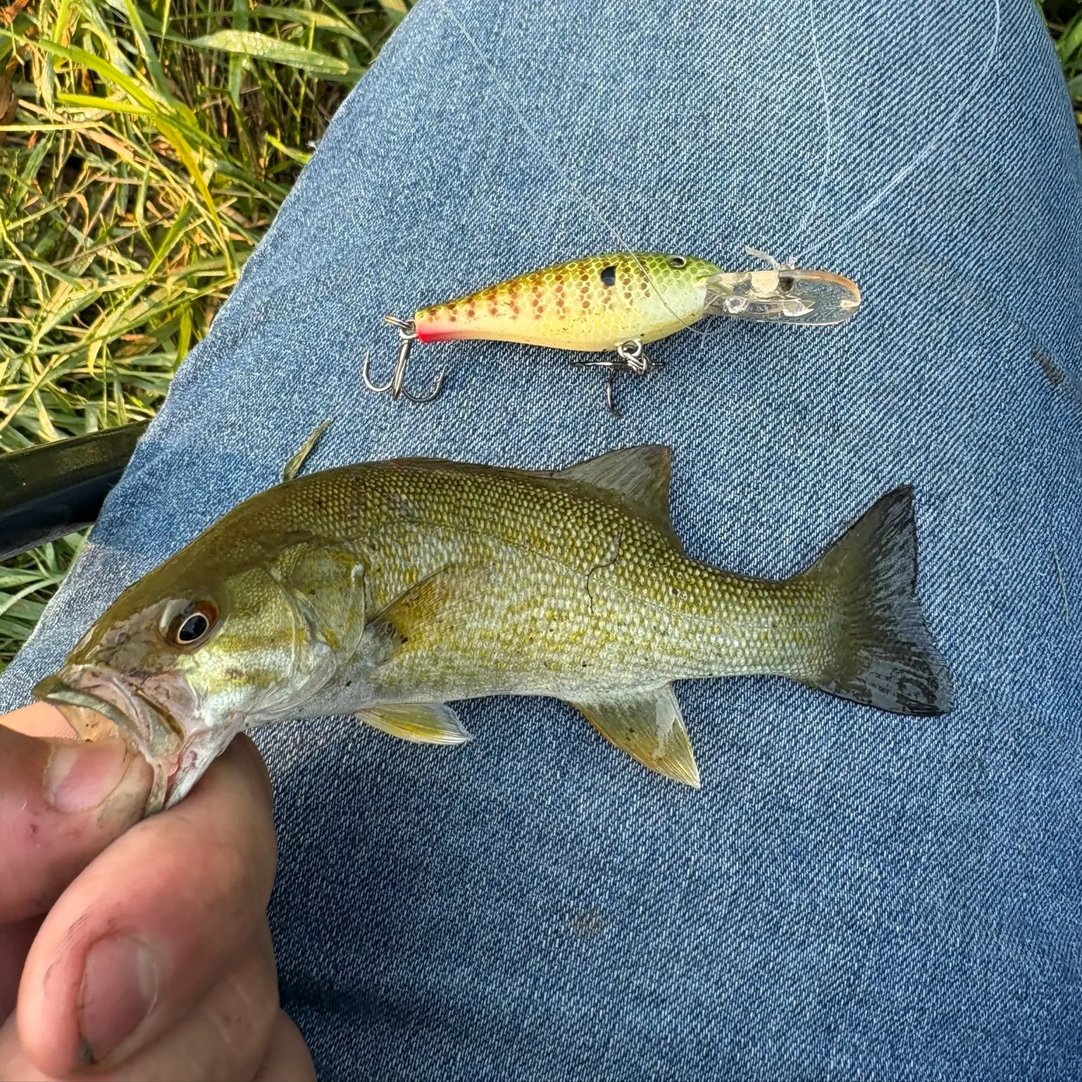 Fish caught on Fishbrain
