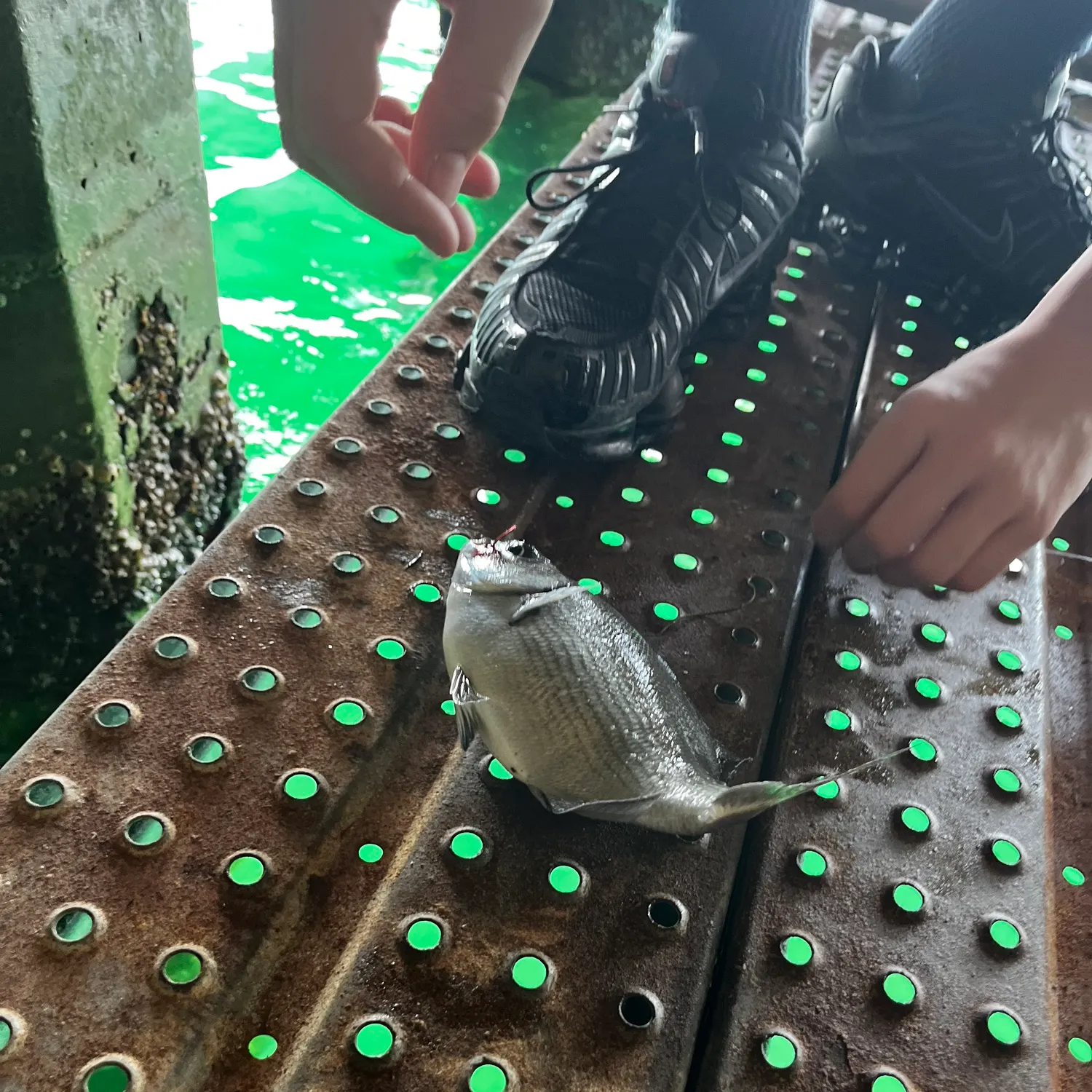 The most recent Southern black bream catches on Fishbrain