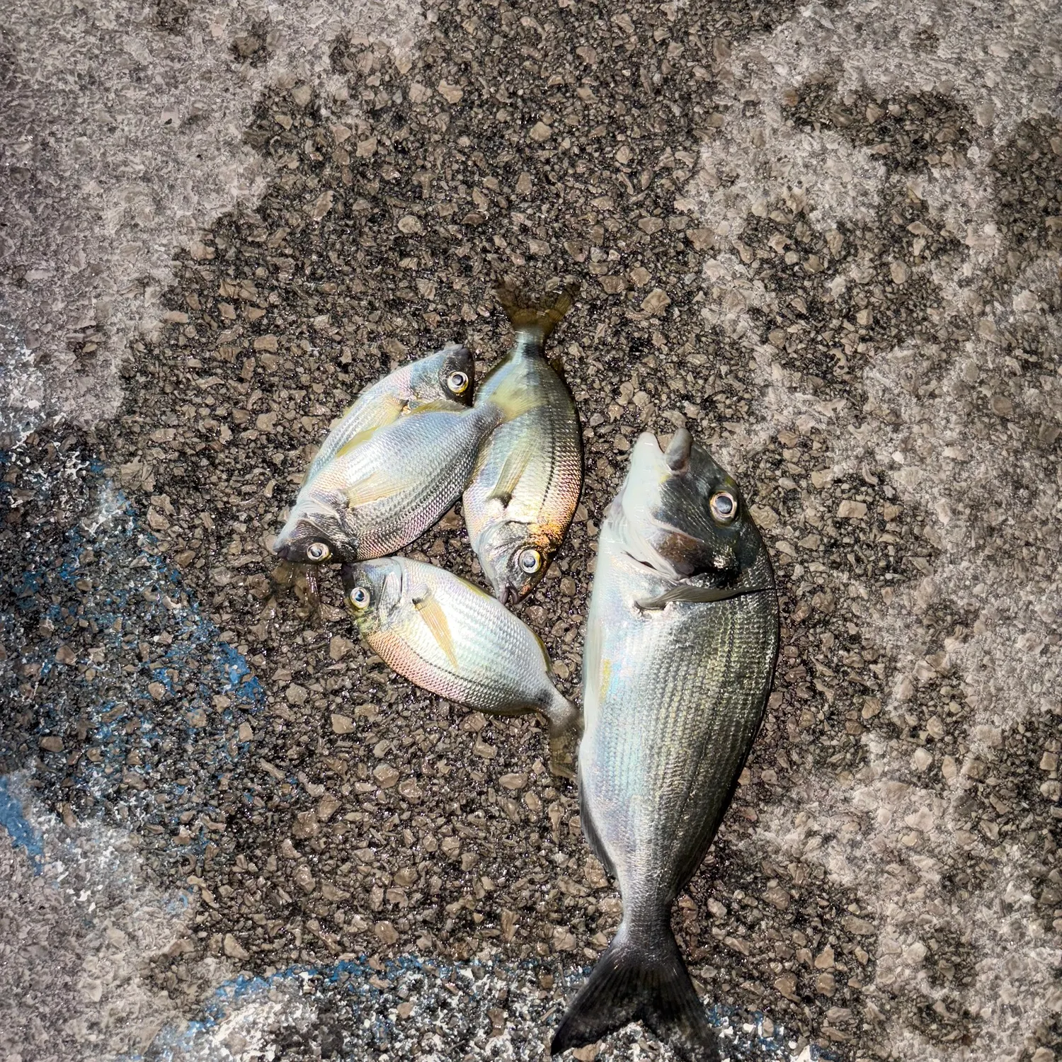 Gilthead seabream caught on Fishbrain