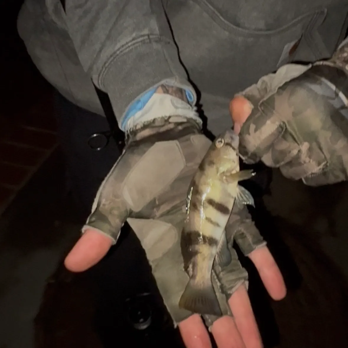 Barred sand bass caught on Fishbrain