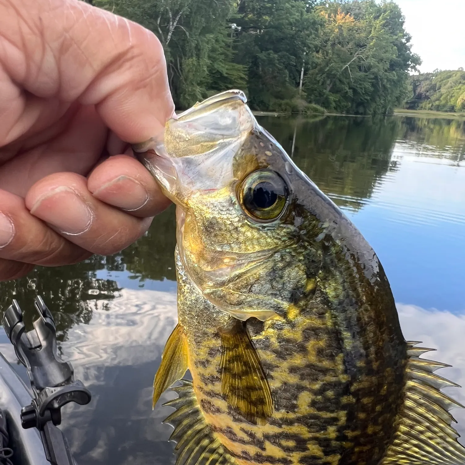 Black crappie caught on Fishbrain
