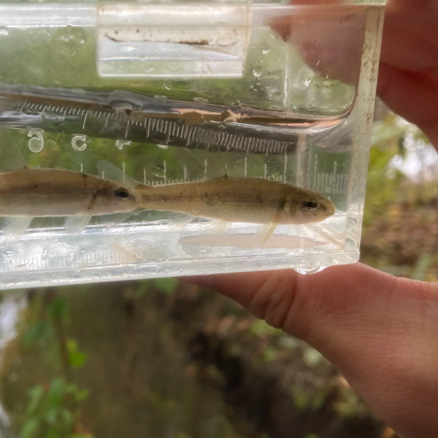 The most recent Tonguetied Minnow catches on Fishbrain