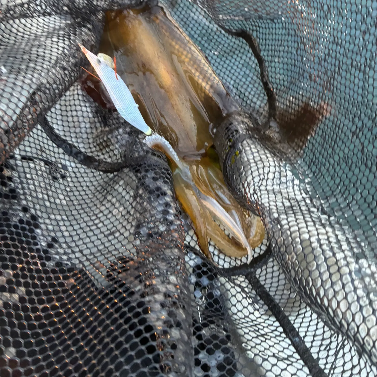 Southern calamari caught on Fishbrain