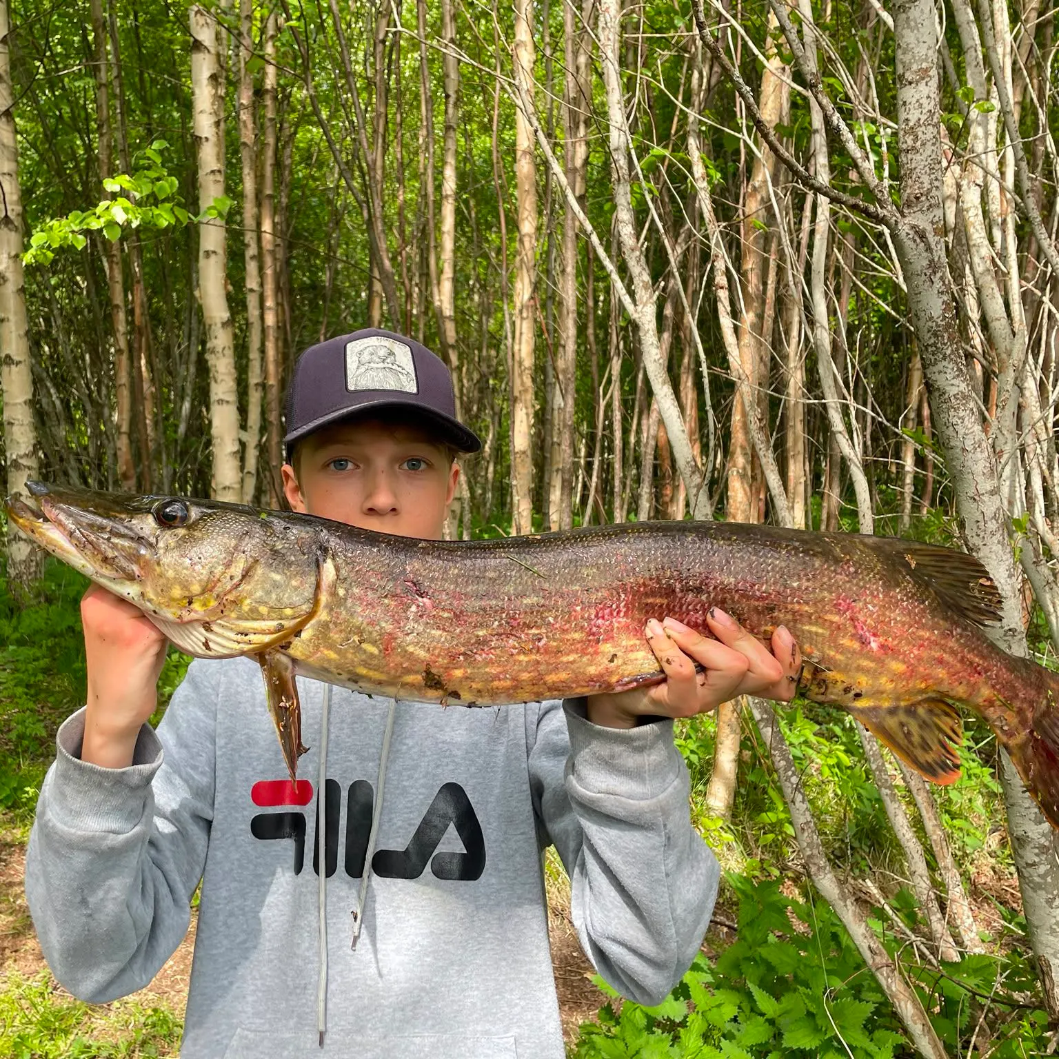 Northern pike caught on Fishbrain