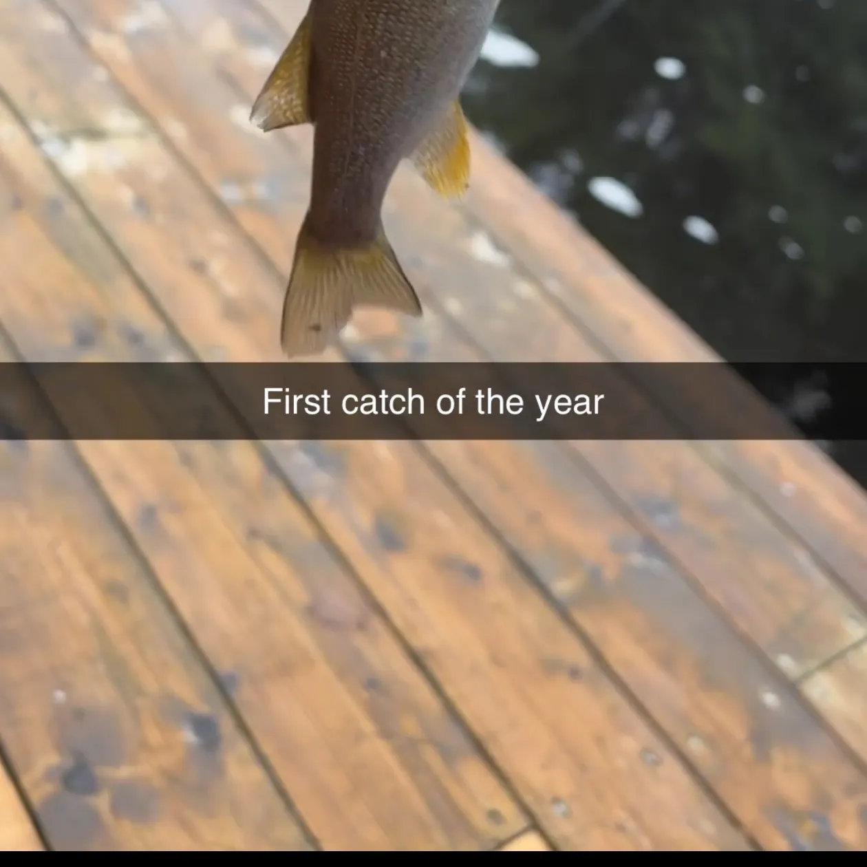 Smallmouth bass caught on Fishbrain