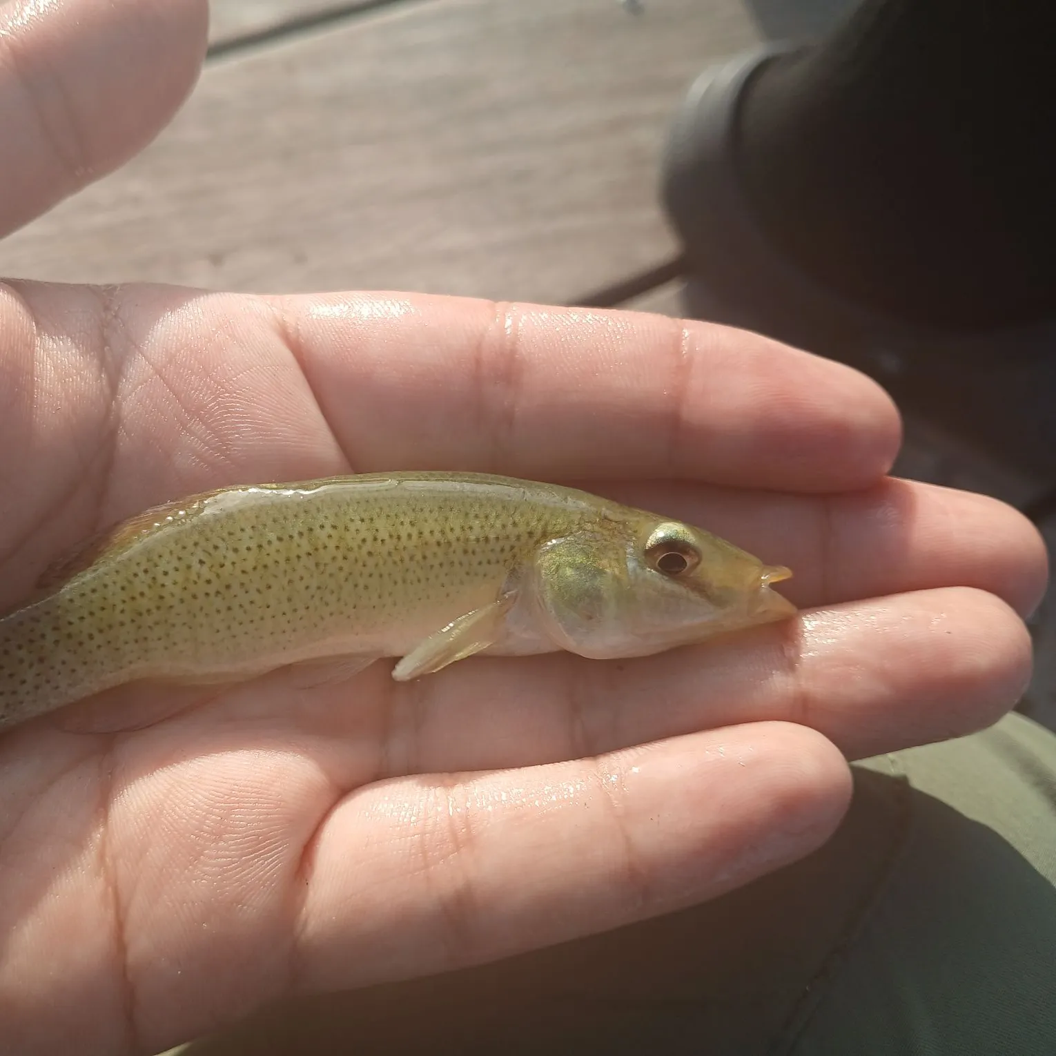The most recent Seminole killifish catches on Fishbrain