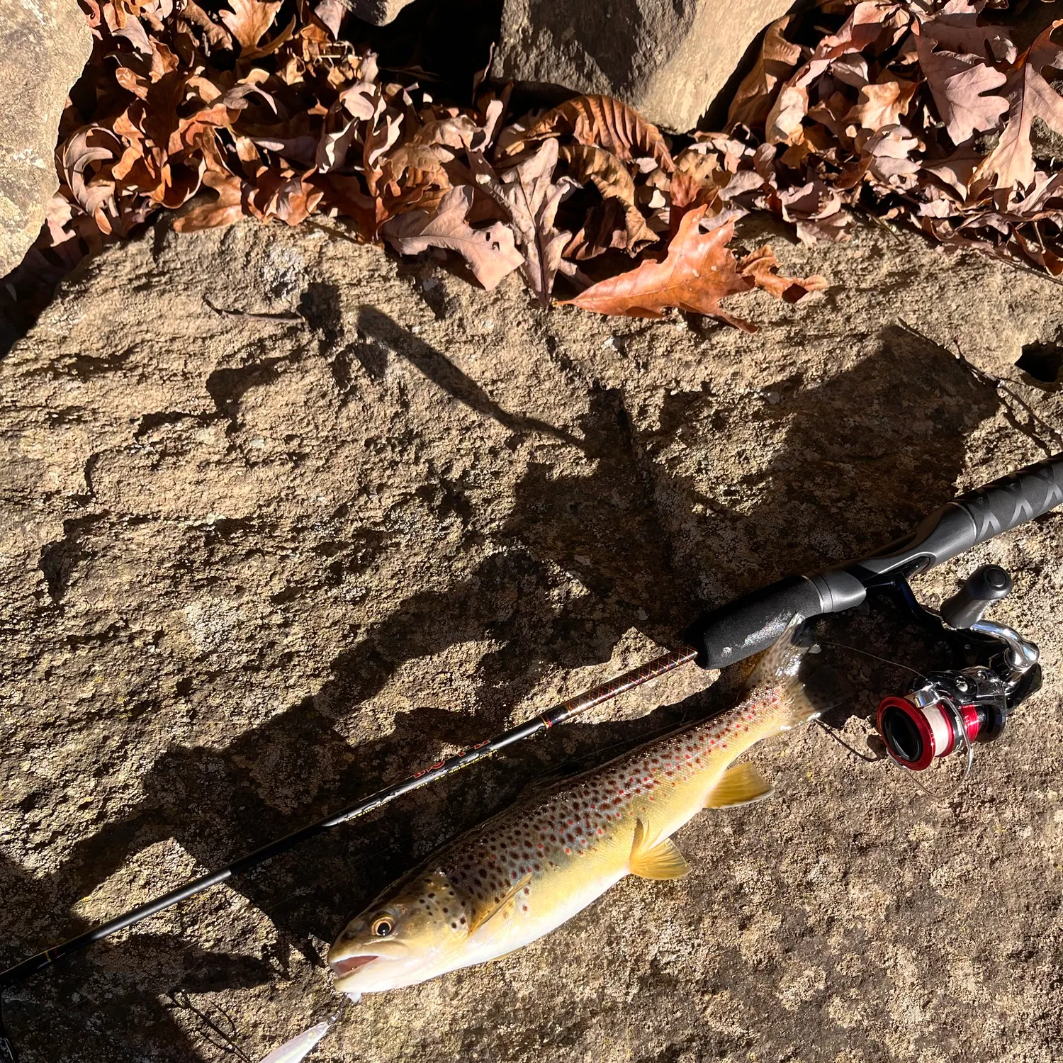 Brown trout caught on Fishbrain