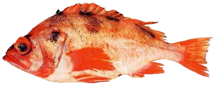 Darkblotched rockfish