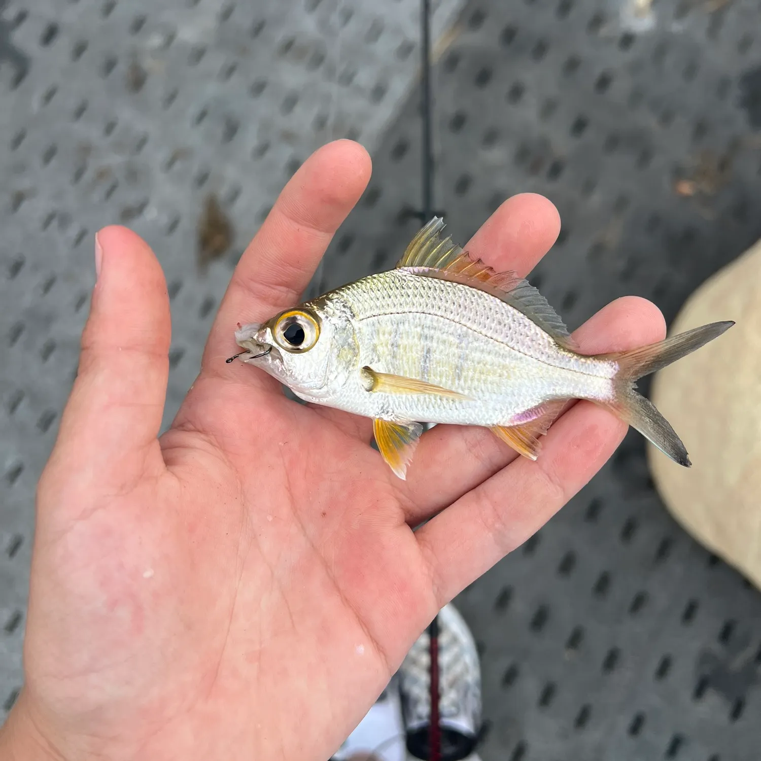 The most recent Yellowfin mojarra catches on Fishbrain