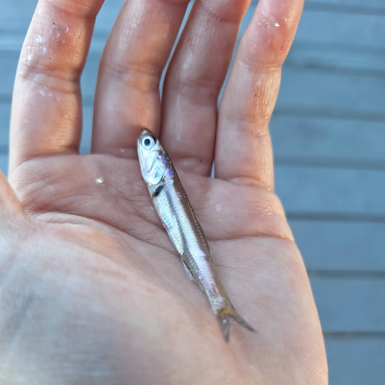 The most recent Northern anchovy catches on Fishbrain
