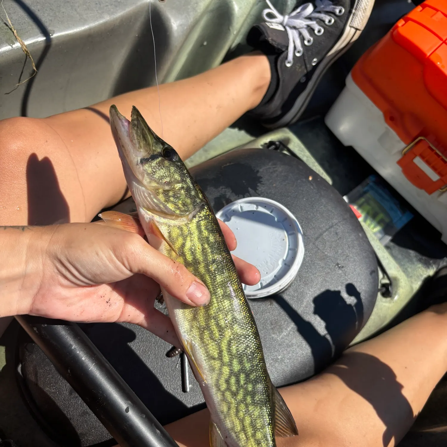 Chain pickerel caught on Fishbrain