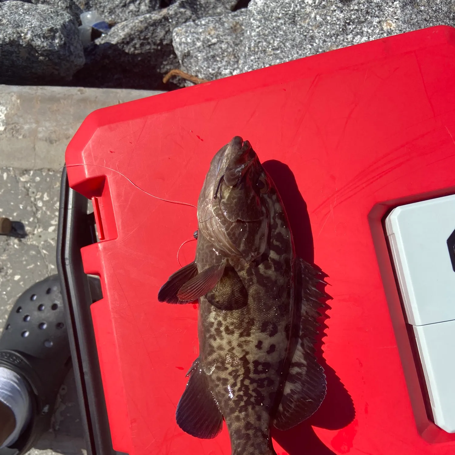 The most recent Gulf grouper catches on Fishbrain