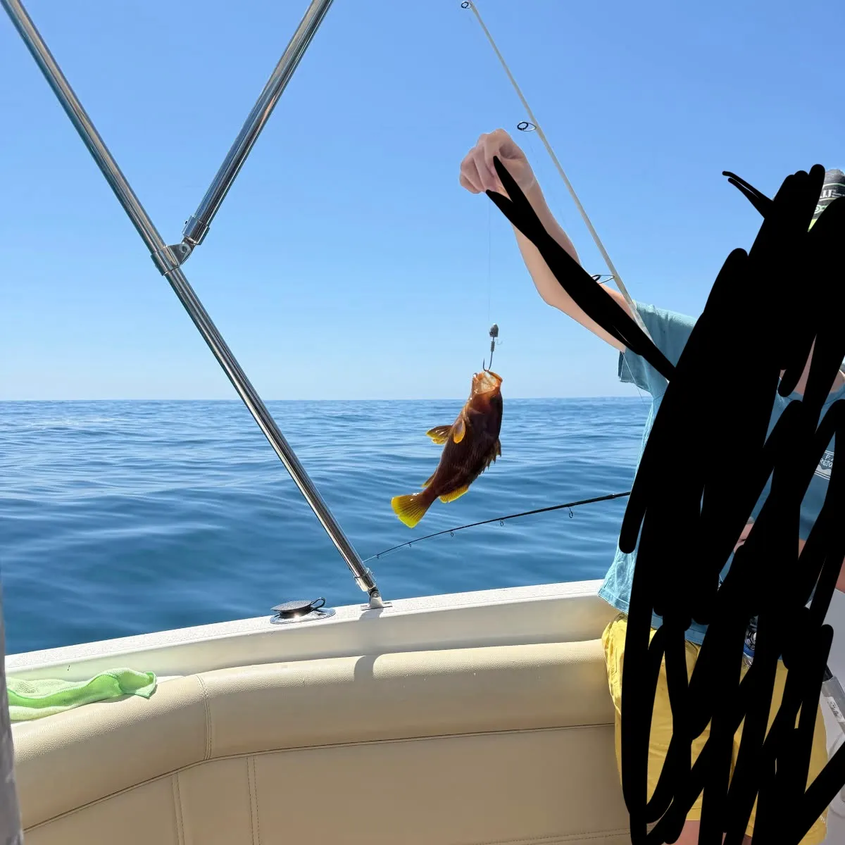 The most recent Red codling catches on Fishbrain