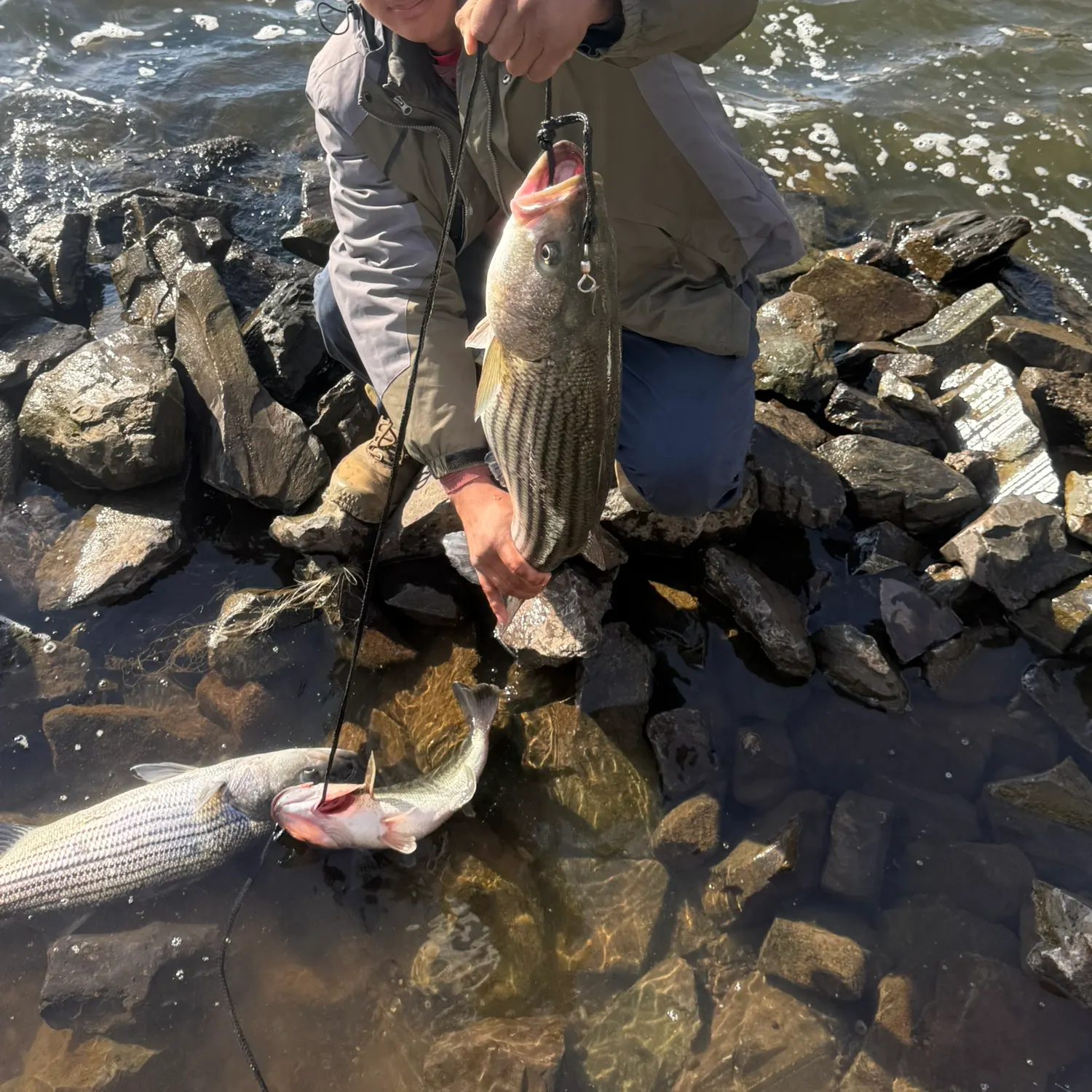 recently logged catches