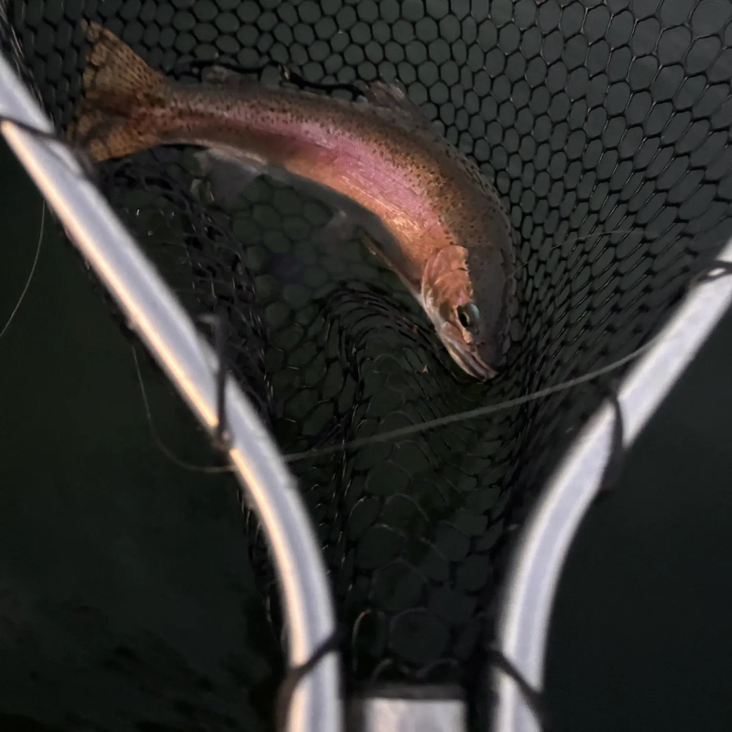 Rainbow trout caught on Fishbrain