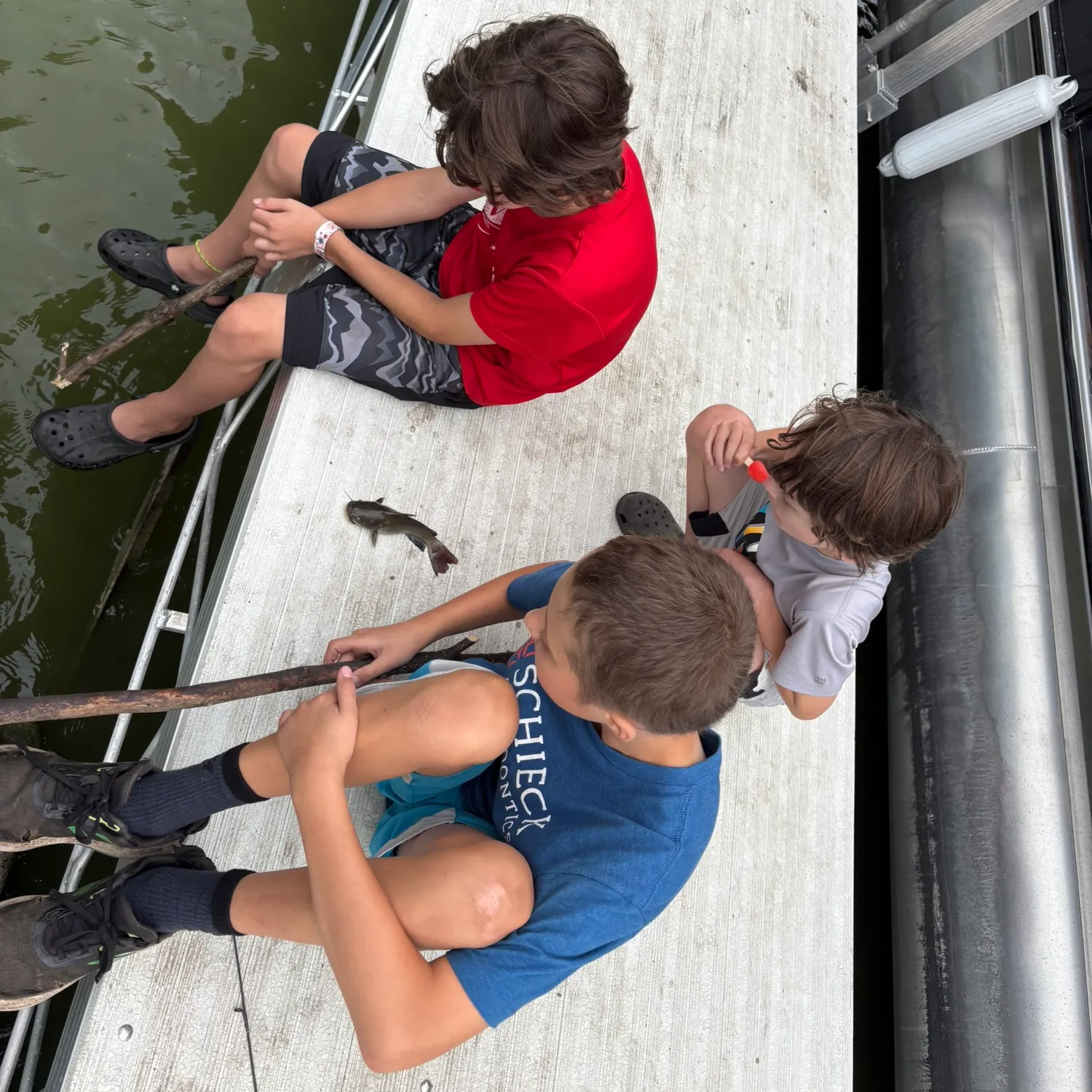 Black bullhead caught on Fishbrain